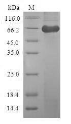 Human Macrophage-capping protein (CAPG) Recombinant Protein, Homo sapiens (Human), E.coli, N-terminal GST-tagged, 65.5 kDa, purity >≥ 90% as determined by SDS-PAGE.