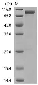 Mouse Transcription factor SOX-2 (Sox2) Recombinant Protein, Mus musculus (Mouse), Mammalian cell, C-terminal mFc2a-tagged, 63.8 kDa, purity >≥ 95% as determined by SDS-PAGE.