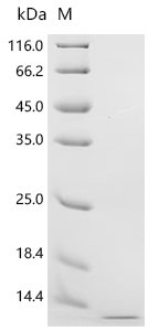 Human Kidney-associated antigen 1(KAAG1) Recombinant Protein, Homo sapiens (Human), Yeast, N-terminal 6xHis-tagged, 11.0 kDa, purity >≥ 95% as determined by SDS-PAGE.