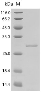 Human Integrin alpha-2 (ITGA2),partial Recombinant Protein, E.coli, N-terminal 6xHis-tagged, 25.6 kDa, purity >≥ 95% as determined by SDS-PAGE.