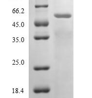 Hypocrea rufa Endo-beta-1,6-galactanase (6GAL) Recombinant Protein - BioCrest Sci