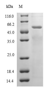 Hypocrea rufa Endo-beta-1,6-galactanase (6GAL) Recombinant Protein, Hypocrea rufa (Trichoderma viride), E.coli, N-terminal 10xHis-tagged, 56.1 kDa, purity >≥ 85% as determined by SDS-PAGE.