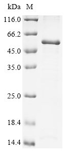 Human Proto-oncogene c-Fos (Fos) Recombinant Protein, Homo sapiens (Human), E.coli, N-terminal 10xHis-tagged and C-terminal Myc-tagged, 45.7 kDa, purity >≥ 85% as determined by SDS-PAGE.