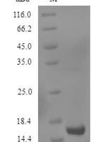 Human Growth/differentiation factor 2 (GDF2), partial Recombinant Protein - BioCrest Sci