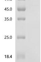 Mouse Heat shock protein HSP 90-alpha (Hsp90aa1), Biotinylated Recombinant Protein - BioCrest Sci