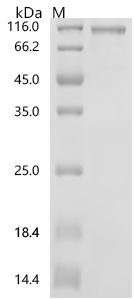 Mouse Heat shock protein HSP 90-alpha (Hsp90aa1), Biotinylated Recombinant Protein, Mammalian cell, C-terminal 6xHis-Avi-tagged, 88.6 kDa, purity >≥ 90% as determined by SDS-PAGE.