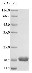 Mouse Beta-synuclein (Sncb) Recombinant Protein, Mus musculus (Mouse), E.coli, Tag-Free, 14.1 kDa, purity >≥ 85% as determined by SDS-PAGE.
