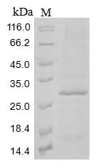 Mouse C-type lectin domain family 12 member A (Clec12a), partial Recombinant Protein, N-10His/C-Myc, aa 65–267, Baculovirus, Mus musculus (Mouse), Baculovirus, N-terminal 10xHis-tagged and C-terminal Myc-tagged, 27.8 kDa, purity >≥ 85% as determined by SDS-PAGE.