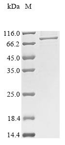 Rabbit Dystroglycan (DAG1), partial Recombinant Protein, Oryctolagus cuniculus (Rabbit), Mammalian cell, N-terminal 10xHis-tagged and C-terminal Myc-tagged, 71.4 kDa, purity >≥ 85% as determined by SDS-PAGE.