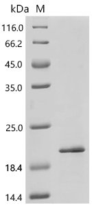 Human A disintegrin and metalloproteinase with thrombospondin motifs 4 (ADAMTS4), partial Recombinant Protein, C-His, Homo sapiens (Human), E.coli, C-terminal 6xHis-tagged, 18.5 kDa, purity >≥ 85% as determined by SDS-PAGE.