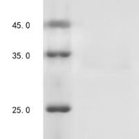 Human Bone morphogenetic protein 4 (BMP4) Recombinant Protein - BioCrest Sci