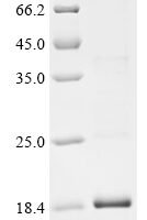Mesocricetus auratus Interferon gamma (IFNG) Recombinant Protein - BioCrest Sci