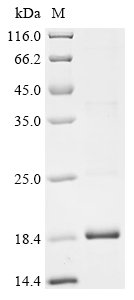 Mesocricetus auratus Interferon gamma (IFNG) Recombinant Protein, Mesocricetus auratus (Golden hamster), E.coli, N-terminal 6xHis-tagged and C-terminal Strep II-tagged, 19.3 kDa, purity >≥ 85% as determined by SDS-PAGE.