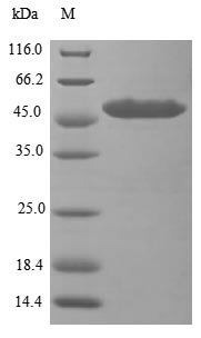 Human ATP-dependent RNA helicase DHX33 (DHX33), partial Recombinant Protein, Homo sapiens (Human), E.coli, N-terminal 6xHis-tagged, 53.7 kDa, purity >≥ 85% as determined by SDS-PAGE.