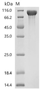 Mouse Programmed cell death 1 ligand 1 (Cd274), partial Recombinant Protein, Mus musculus (Mouse), Mammalian cell, C-terminal 10xHis-tagged, 26.4 kDa, purity >≥ 95% as determined by SDS-PAGE.≥ 90% as determined by SEC-HPLC.