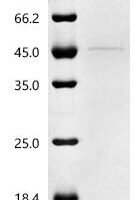Mouse Neurogenic differentiation factor 1 (Neurod1)(H241A) Recombinant Protein, C-His, aa 1–357 (H241A), Yeast - BioCrest Sci