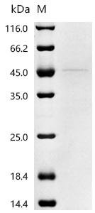 Mouse Neurogenic differentiation factor 1 (Neurod1)(H241A) Recombinant Protein, C-His, aa 1–357 (H241A), Yeast, Mus musculus (Mouse), Yeast, C-terminal 6xHis-tagged, 41.4 kDa, purity >≥ 90% as determined by SDS-PAGE.