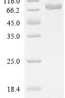 Cat Lactotransferrin (LTF) Recombinant Protein - BioCrest Sci