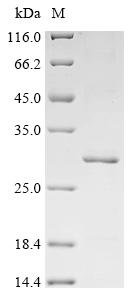 Streptococcus mutans serotype c Glucosyltransferase-I (gtfB), partial Recombinant Protein, Streptococcus mutans serotype c (strain ATCC 700610 / UA159), E.coli, N-terminal 10xHis-tagged and C-terminal Myc-tagged, 26.8 kDa, purity >≥ 85% as determined by SDS-PAGE.