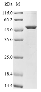 Mouse Lipoprotein lipase (Lpl) Recombinant Protein, Mus musculus (Mouse), Mammalian cell, N-terminal 10xHis-tagged and C-terminal Myc-tagged, 55.3 kDa, purity >≥ 85% as determined by SDS-PAGE.
