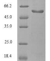 Mouse EGF-containing fibulin-like extracellular matrix protein 1 (Efemp1) Recombinant Protein, N-Flag-Myc - BioCrest Sci