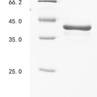 Human DNA repair protein RAD51 homolog 1 (RAD51) Recombinant Protein - BioCrest Sci