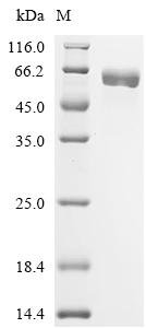 Escherichia coli Trehalose-6-phosphate synthase (otsA) Recombinant Protein, C-10His, Escherichia coli (strain K12), Mammalian cell, C-terminal 10xHis-tagged, 59.7 kDa, purity >≥ 95% as determined by SDS-PAGE.