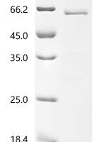 Dog Tripartite motif-containing protein 72 (TRIM72) Recombinant Protein - BioCrest Sci