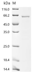 Dog Tripartite motif-containing protein 72 (TRIM72) Recombinant Protein, Canis lupus familiaris (Dog) (Canis familiaris), E.coli, N-terminal 6xHis-tagged and C-terminal Twin-Strep-tagged, 62.3 kDa, purity >≥ 85% as determined by SDS-PAGE.