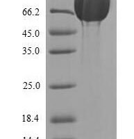 Rat Cryptochrome-2 (Cry2) Recombinant Protein - BioCrest Sci