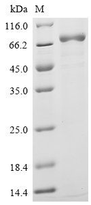 Human Interleukin-12 receptor subunit beta-2 (IL12RB2), partial Recombinant Protein, C-10His, aa 24–622, Homo sapiens (Human), Baculovirus, C-terminal 10xHis-tagged, 69.3 kDa, purity >≥ 95% as determined by SDS-PAGE.