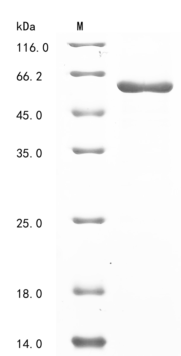 Human Tubulin beta-2A chain (TUBB2A) Recombinant Protein, N-10His, Homo sapiens (Human), E.coli, N-terminal 10xHis-tagged, 56.0 kDa, purity >≥ 85% as determined by SDS-PAGE.