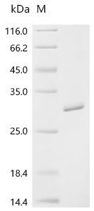 Escherichia coli RNA polymerase-binding transcription factor DksA (dksA) Recombinant Protein, Escherichia coli (strain K12), E.coli, C-terminal 6xHis-tagged, 24.4 kDa, purity >≥ 95% as determined by SDS-PAGE.