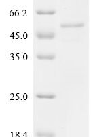 Feline coronavirus Spike glycoprotein (S), Partial Recombinant Protein - BioCrest Sci