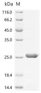 Micrococcus luteus Large ribosomal subunit protein bL12 (rplL) Recombinant Protein, Micrococcus luteus (strain ATCC 4698 / DSM 20030 / JCM 1464 / CCM 169 / CCUG 5858 / IAM 1056 / NBRC, E.coli, C-terminal 6xHis-tagged, 20.2 kDa, purity >≥ 95% as determined by SDS-PAGE.
