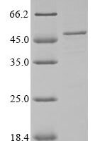 Bacillus subtilis Signal transduction histidine-protein kinase/phosphatase DegS (degS) Recombinant Protein - BioCrest Sci