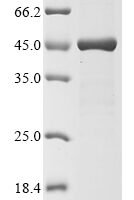 Human Transcriptional enhancer factor TEF-4 (TEAD2), partial Recombinant Protein, N-10His/C-Myc, aa 94–447 - BioCrest Sci