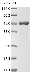 Human Transcriptional enhancer factor TEF-4 (TEAD2), partial Recombinant Protein, N-10His/C-Myc, aa 94–447, Homo sapiens (Human), E.coli, N-terminal 10xHis-tagged and C-terminal Myc-tagged, 47.0 kDa, purity >≥ 85% as determined by SDS-PAGE.