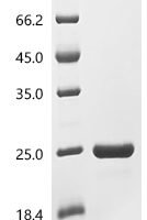 Danio rerio Fatty acid-binding protein 10-A, liver basic (fabp10a) Recombinant Protein, C-His, aa 1–126, E.coli - BioCrest Sci