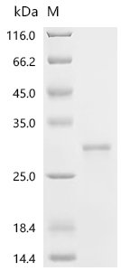 Human Erythropoietin (EPO) Recombinant Protein, C-His, Homo sapiens (Human), E.coli, C-terminal 6xHis-tagged, 25.3 kDa, purity >≥ 90% as determined by SDS-PAGE.