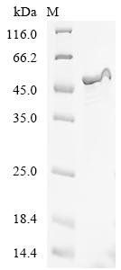 Shigella flexneri Long-chain fatty acid transport protein (fadL) Recombinant Protein, Shigella flexneri, E.coli, C-terminal 6xHis-tagged, 52.8 kDa, purity >≥ 85% as determined by SDS-PAGE.