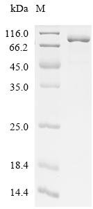 Escherichia coli Threonine--tRNA ligase (thrS) Recombinant Protein, Escherichia coli (strain K12), E.coli, C-terminal 6xHis-tagged, 80.9 kDa, purity >≥ 90% as determined by SDS-PAGE.