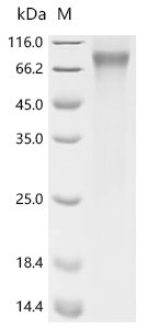 Human Myc-associated zinc finger protein (MAZ) Recombinant Protein, C-10His, Homo sapiens (Human), Mammalian cell, C-terminal 10xHis-tagged, 52.1 kDa, purity >≥ 85% as determined by SDS-PAGE.