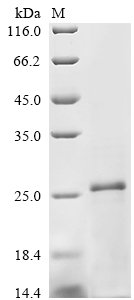 Bovine Transforming growth factor beta-2 proprotein (TGFB2), partial Recombinant Protein, Bos taurus (Bovine), Yeast, C-terminal 6xHis-tagged, 14.2 kDa, purity >≥ 85% as determined by SDS-PAGE.