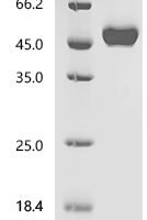 Mouse Tumor necrosis factor ligand superfamily member 4 (Tnfsf4), partial Recombinant Protein - BioCrest Sci