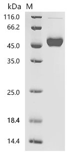 Mouse Tumor necrosis factor ligand superfamily member 4 (Tnfsf4), partial Recombinant Protein, Mus musculus (Mouse), Mammalian cell, N-terminal hFc1-tagged, 42.9 kDa, purity >≥ 95% as determined by SDS-PAGE.
