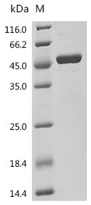 Human DNA polymerase beta (POLB) Recombinant Protein, C-His, Homo sapiens (Human), E.coli, C-terminal 6xHis-tagged, 45.1 kDa, purity >≥ 95% as determined by SDS-PAGE.