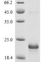 Mouse C-X-C motif chemokine 17 (Cxcl17) Recombinant Protein - BioCrest Sci