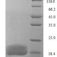 Escherichia coli Lipopolysaccharide export system protein LptA (lptA) Recombinant Protein - BioCrest Sci