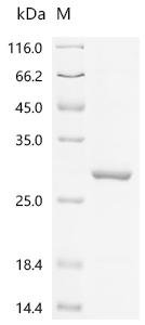 Human Leucine-rich PPR motif-containing protein, mitochondrial (LRPPRC), partial Recombinant Protein, Homo sapiens (Human), E.coli, N-terminal 6xHis-tagged, 26.8 kDa, purity >≥ 85% as determined by SDS-PAGE.